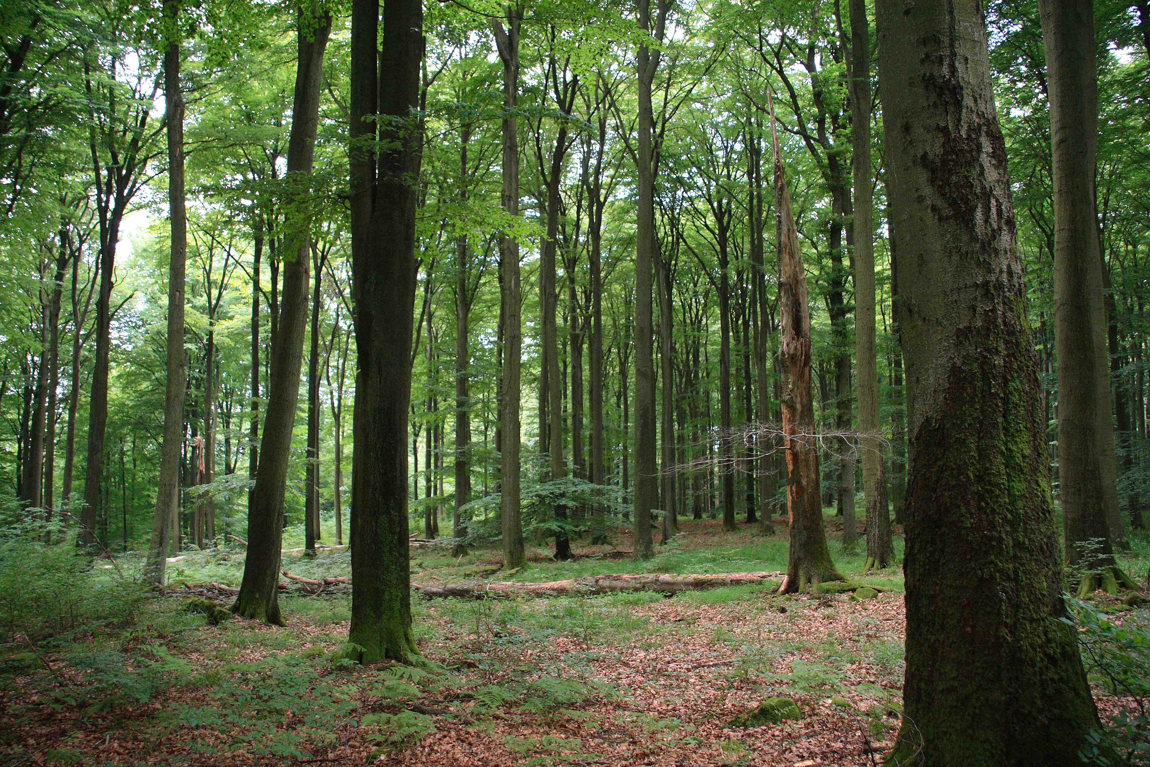 Buchen-Naturwaldreservat