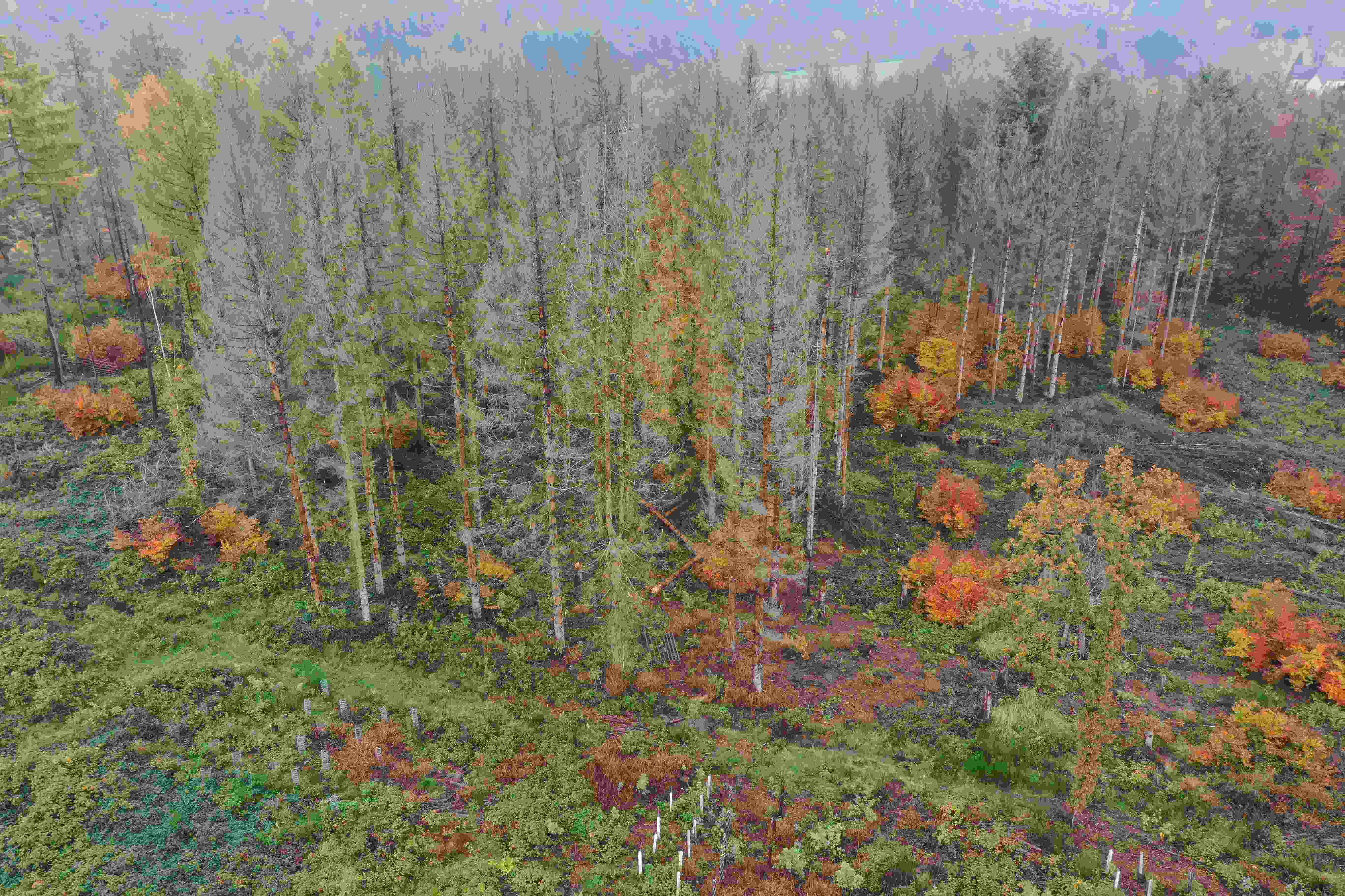 Klimabedingte Waldschäden an Fichten - im Unterstand sind Buchenklumpen zu sehen. 