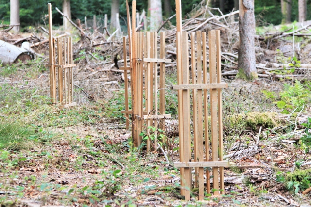Einzelschutz aus Holz der Marke WaldWUNDER gegen Wildverbiss an Forstpflanzen. 