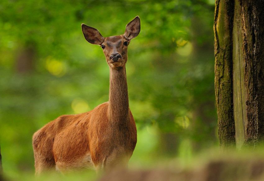 Rotwild im Wald