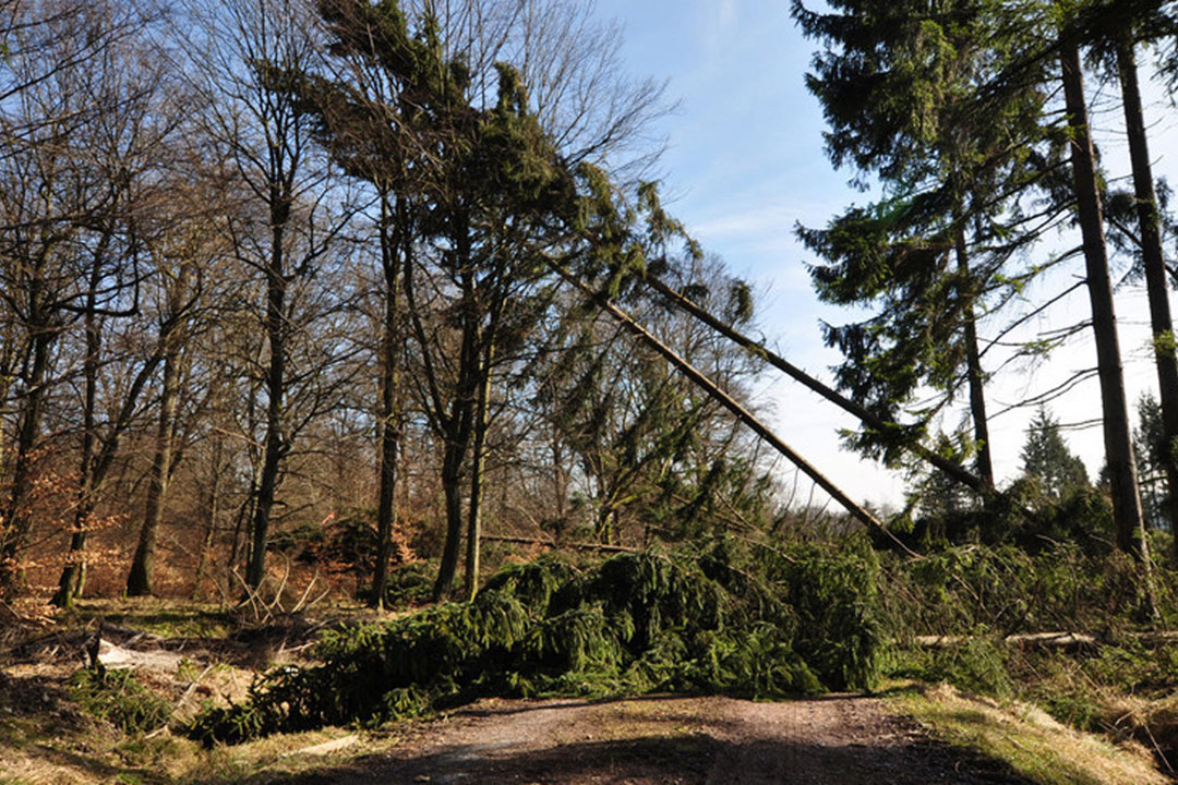 Windwurf über Weg