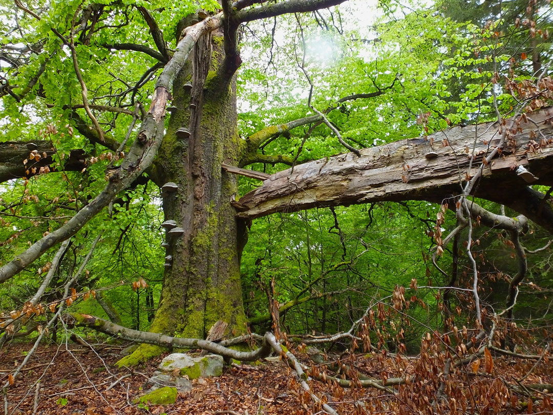 Totholz im Nationalpark