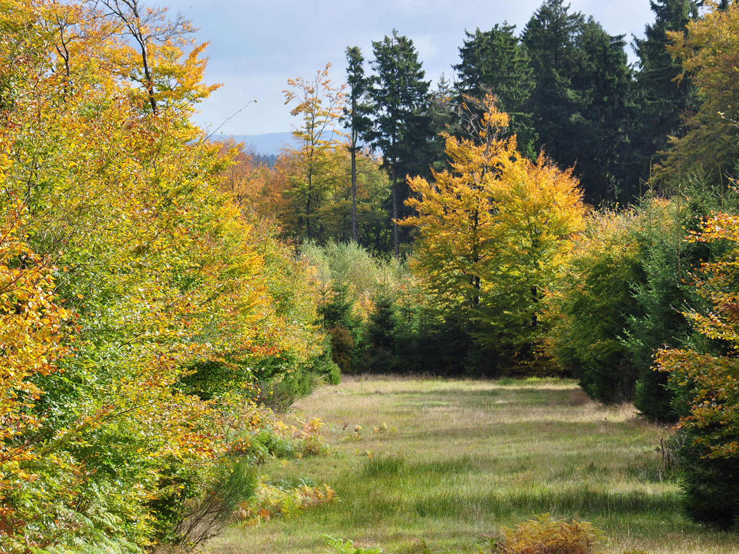 Freifläche im Laubmischwald