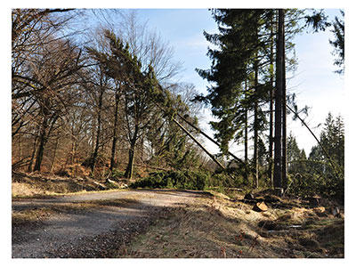 Windwurf über Waldweg