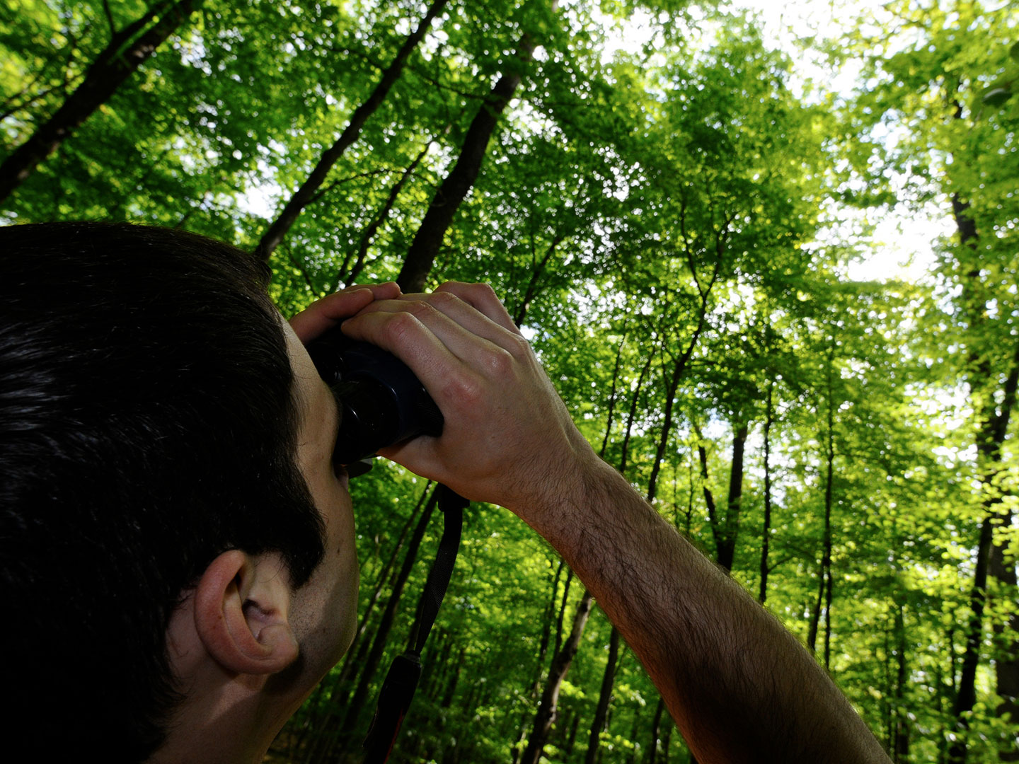Mann schaut mit Fernglas ins Kronendach
