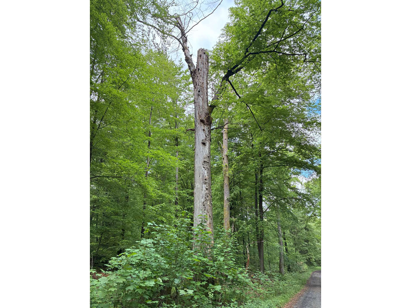 stehender, morscher Baum