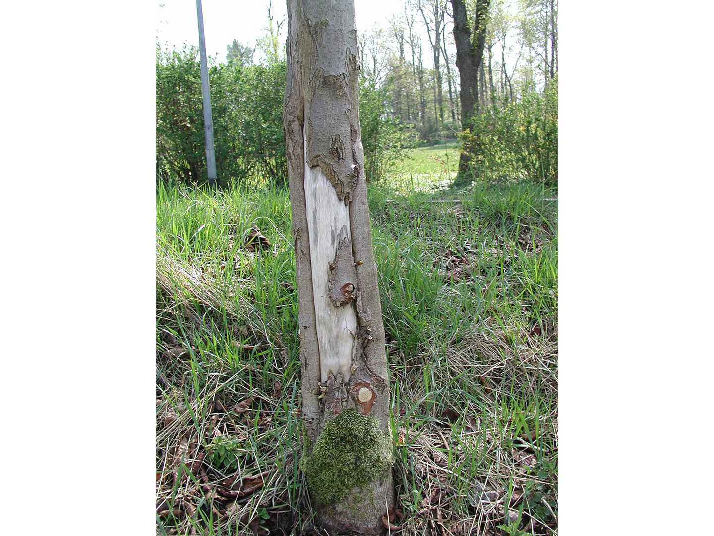 Baum mit freiliegendem Holz am Stammfuß