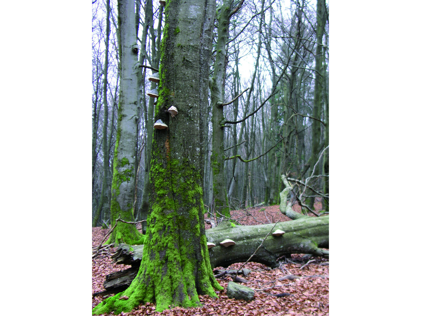 Baum mit Pilzkonsolen am Stamm, im Hintergrund ein umgefallener Stamm mit ähnlich ausgeprägtem Pilzbewuchs